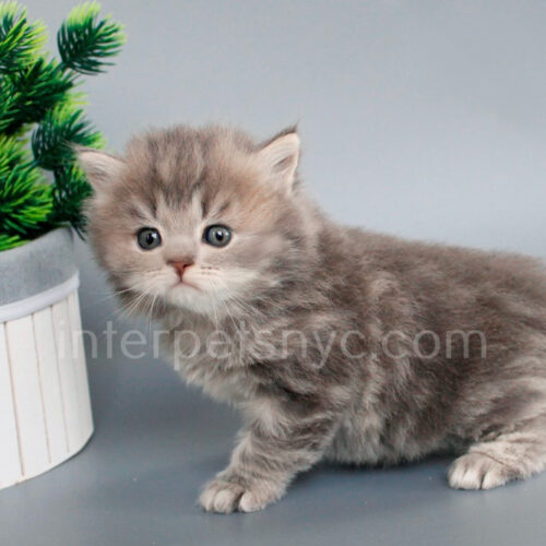 british longhair kitten