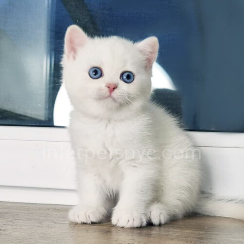 british shorthair