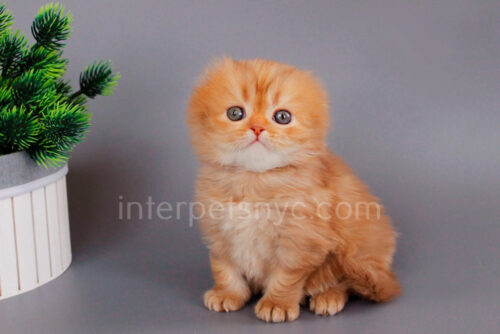 scottish fold