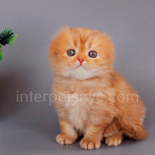 scottish fold