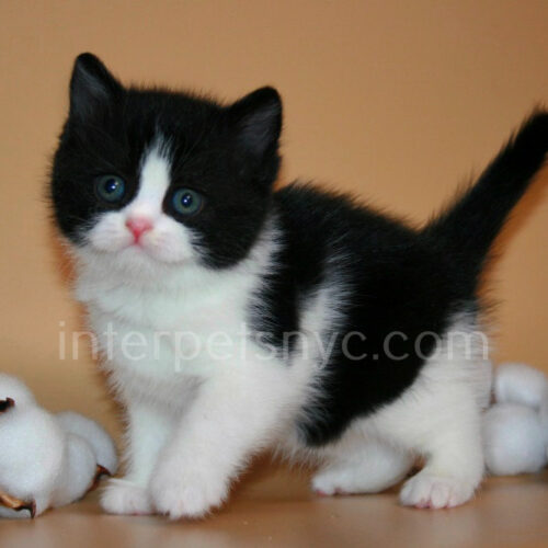 british shorthair