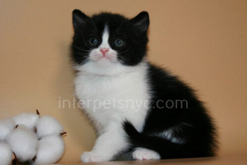 british shorthair