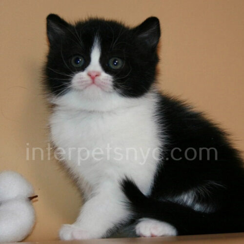 british shorthair