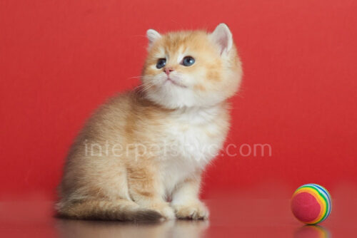 british shorthair