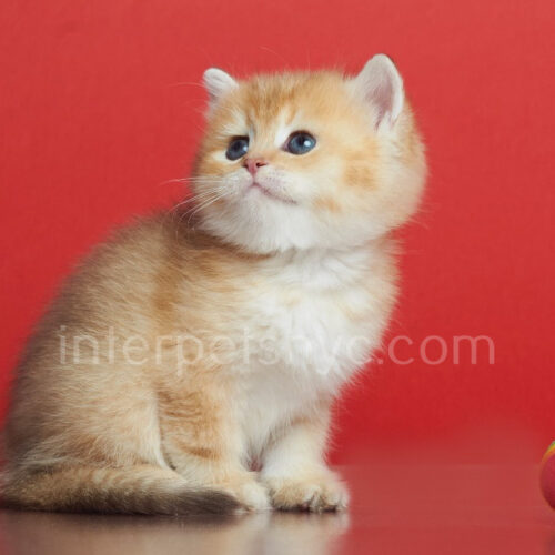 british shorthair