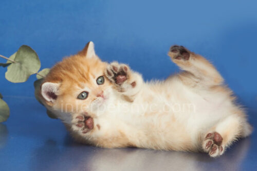 british shorthair kitten