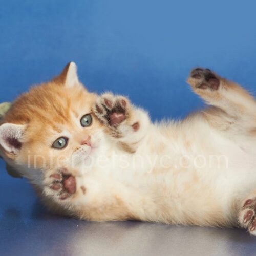 british shorthair kitten