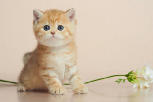 british shorthair