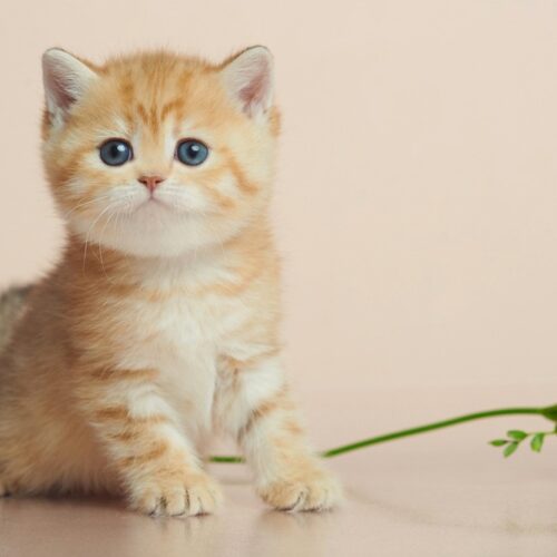 british shorthair