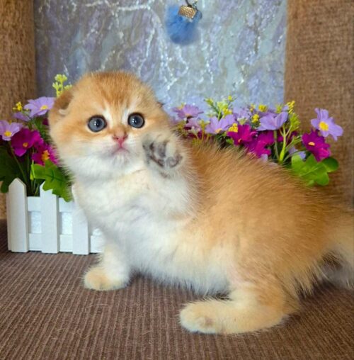 Scottish Fold