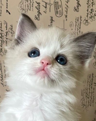 Ragdoll