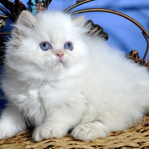 Persian