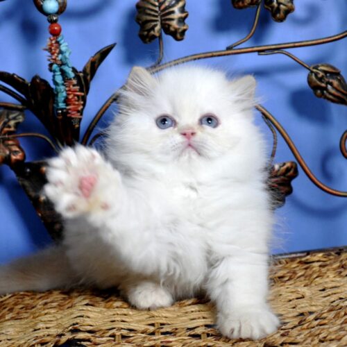 Persian