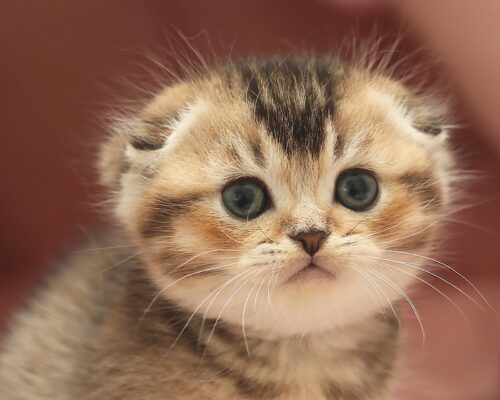Scottish Fold