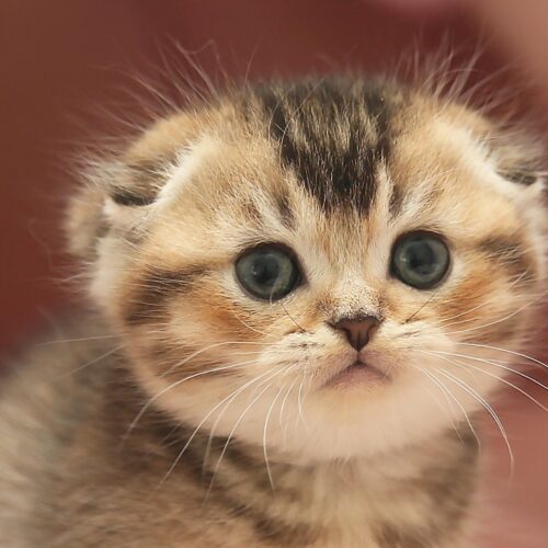 Scottish Fold