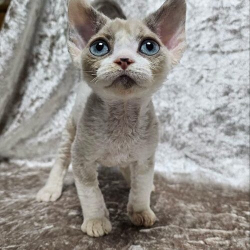 Devon Rex