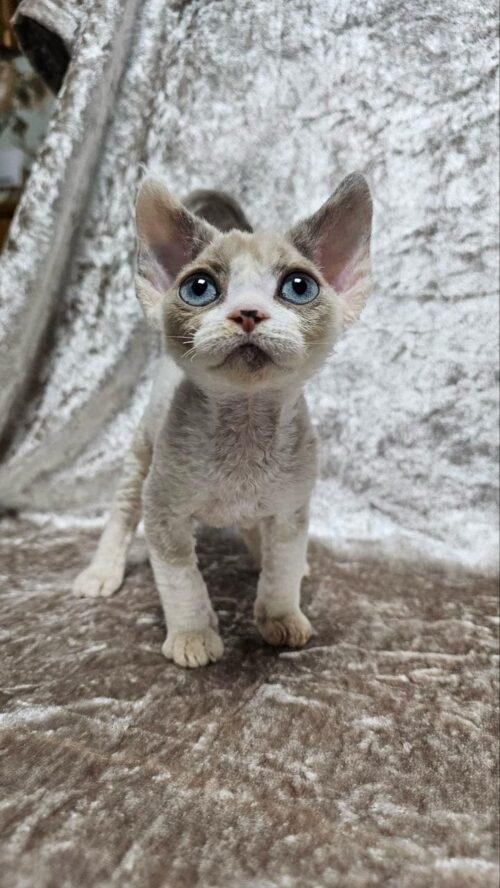Devon Rex