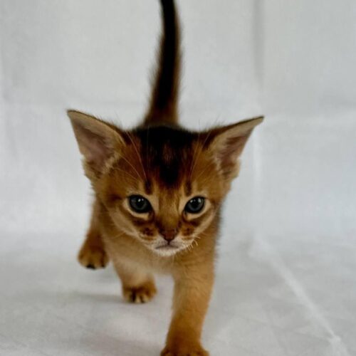 Abyssinian