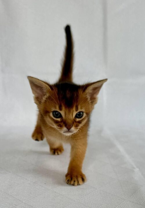 Abyssinian