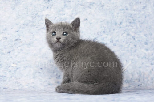 russian blue