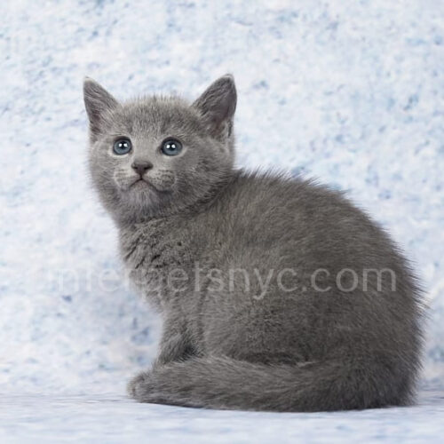 russian blue