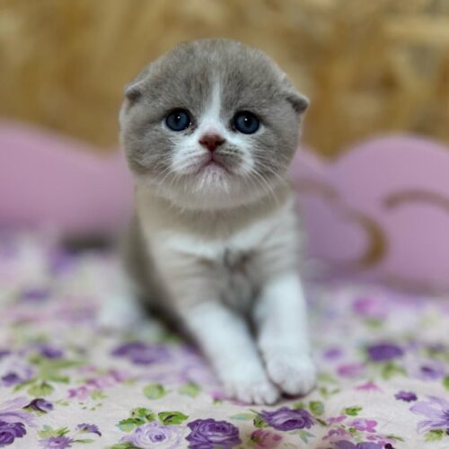 Scottish Fold