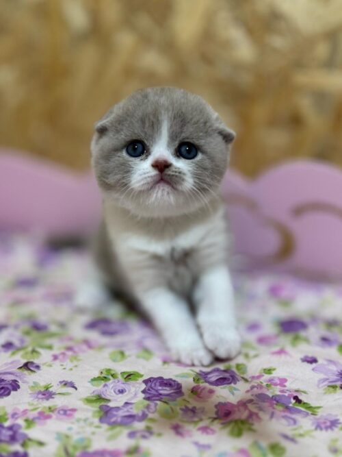 Scottish Fold