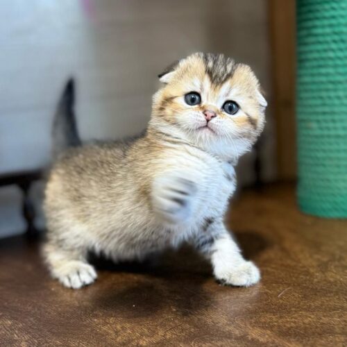 scottish fold
