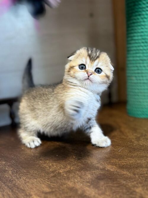 scottish fold