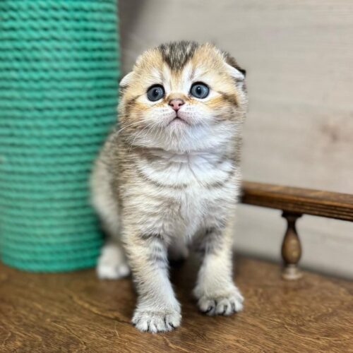 scottish fold