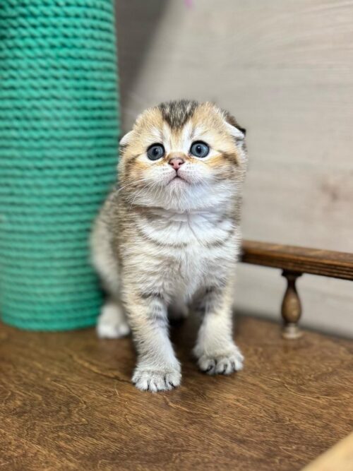 scottish fold