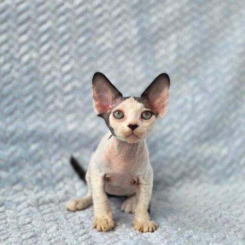 devon rex