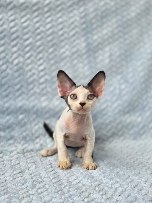 devon rex