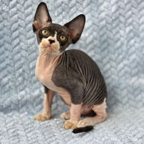 devon rex
