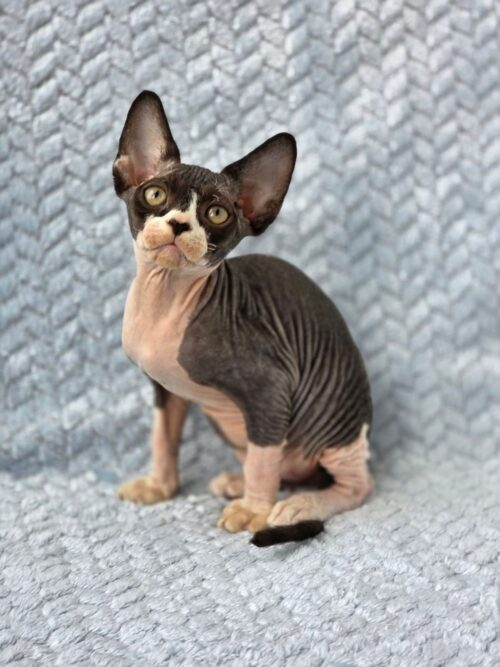 devon rex