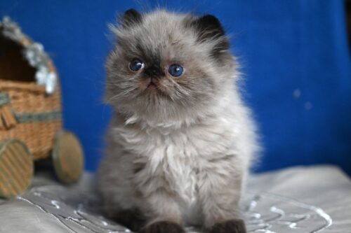 persian