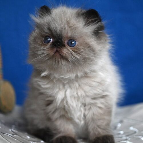 persian