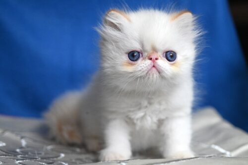PERSIAN