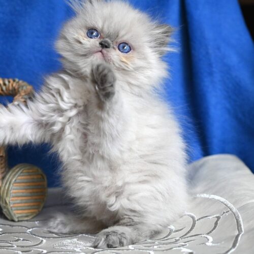 persian