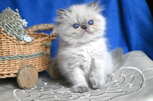 persian
