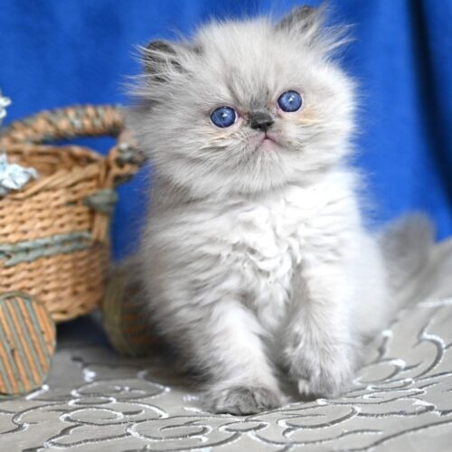 persian