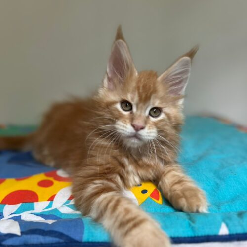 maine coon\
