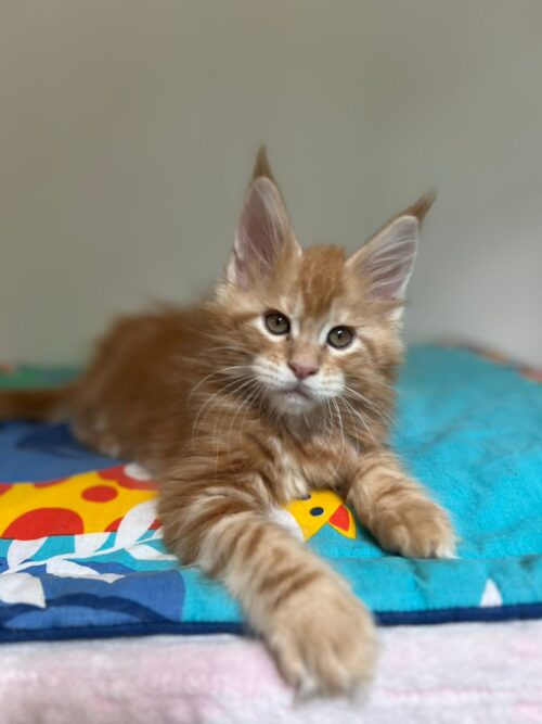 maine coon\