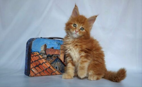 Maine Coon