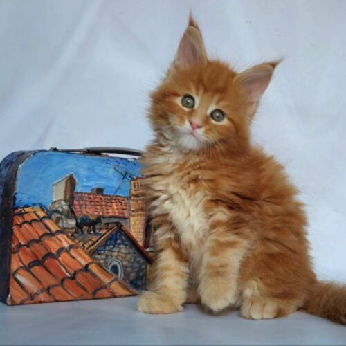 Maine Coon