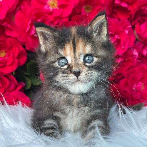 Maine coon