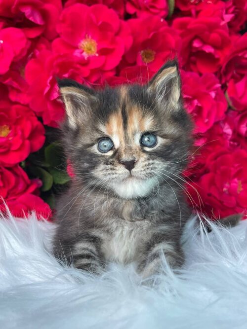Maine coon