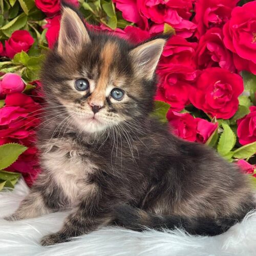 maine coon