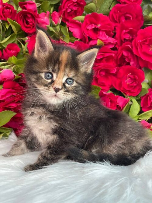 maine coon