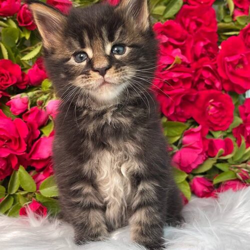 maine coon
